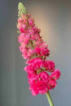 Pip Kunstbloemen Sunset Kiss